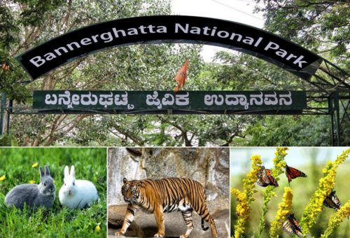 Bannerghatta National Park - Flavorsofworld.com